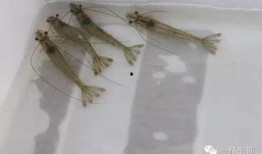 对虾塘爆料视频,揭秘养殖业的真实一面